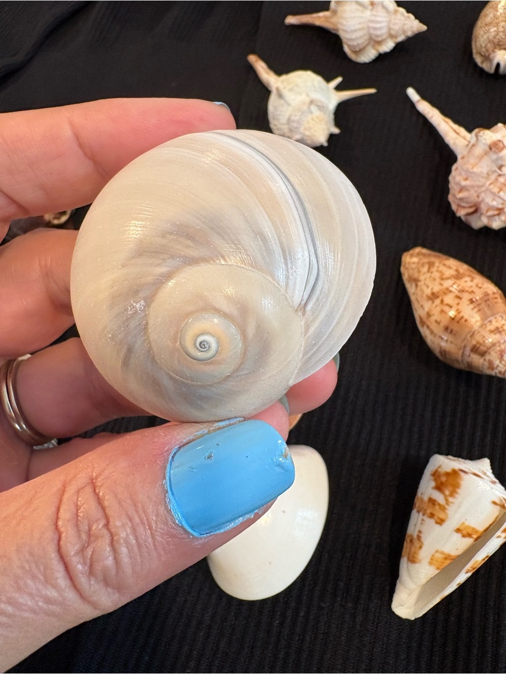 SEASHELLS ~ 🐚 Natural Seashell Collection Lot Set Real Shells! - Picture 10 of 16